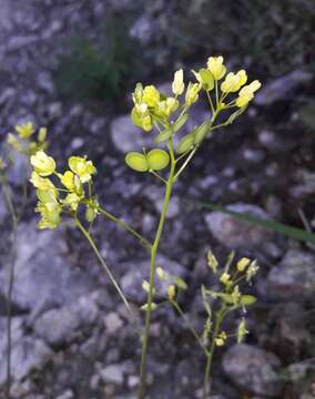 Image of Buckler Mustard