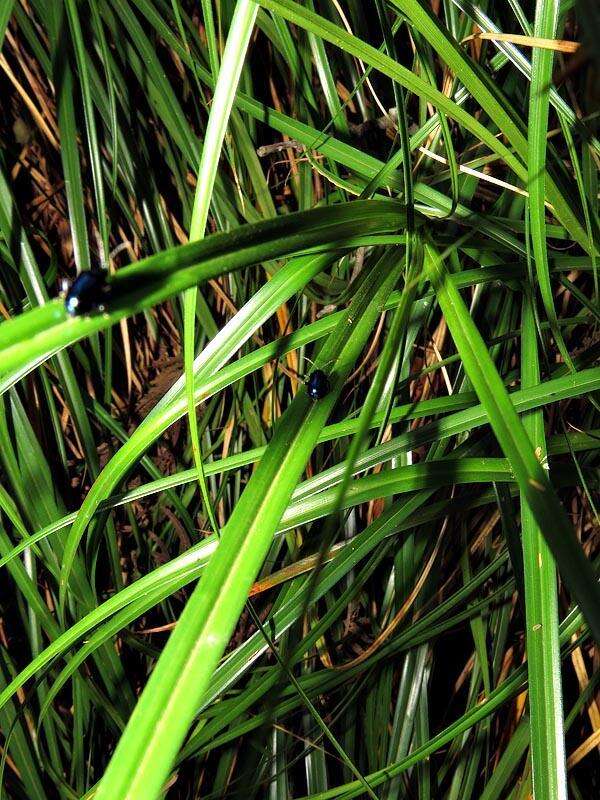 Image of Carex multispiculata Luceño & Martín-Bravo