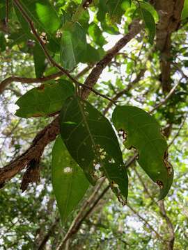 Ficus tinctoria Forst. fil. resmi