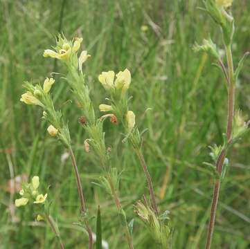 Imagem de Euphrasia scabra R. Br.