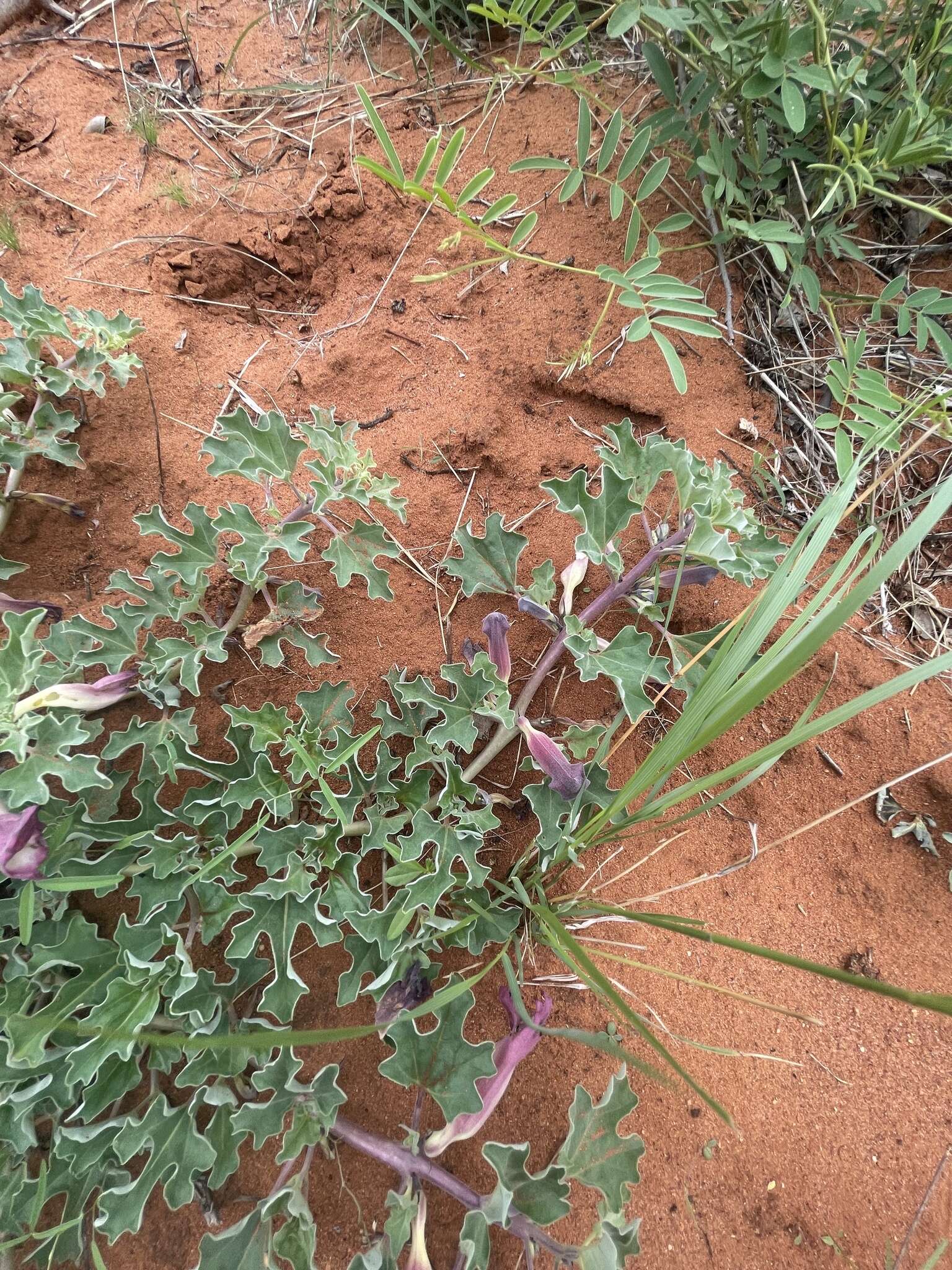 Слика од Harpagophytum procumbens (Burch.) DC. ex Meissn.