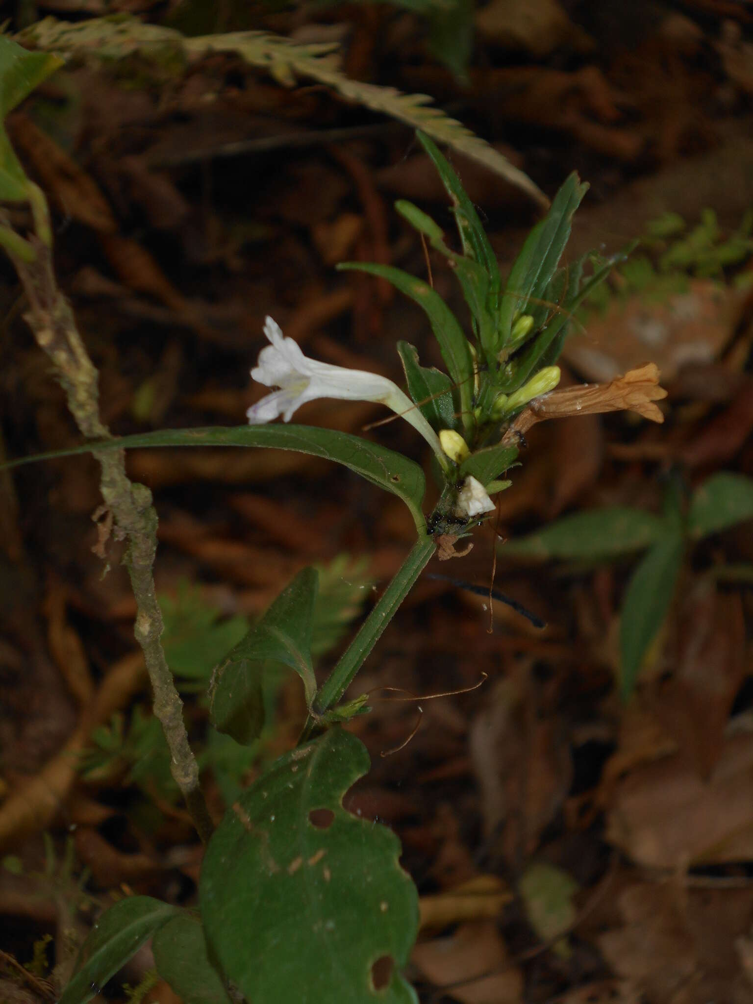 صورة Ruellia terminalis (Nees) D. C. Wassh.