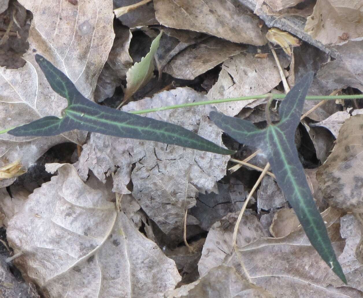 Image of Watson's dutchman's pipe