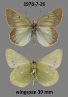 Image of Labrador Sulphur