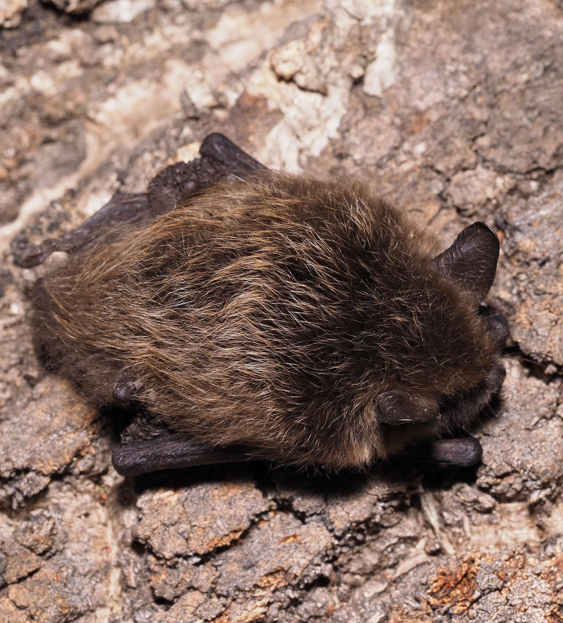 Image of whiskered bat, european whiskered bat