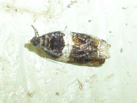 Image of Banded Olethreutes Moth