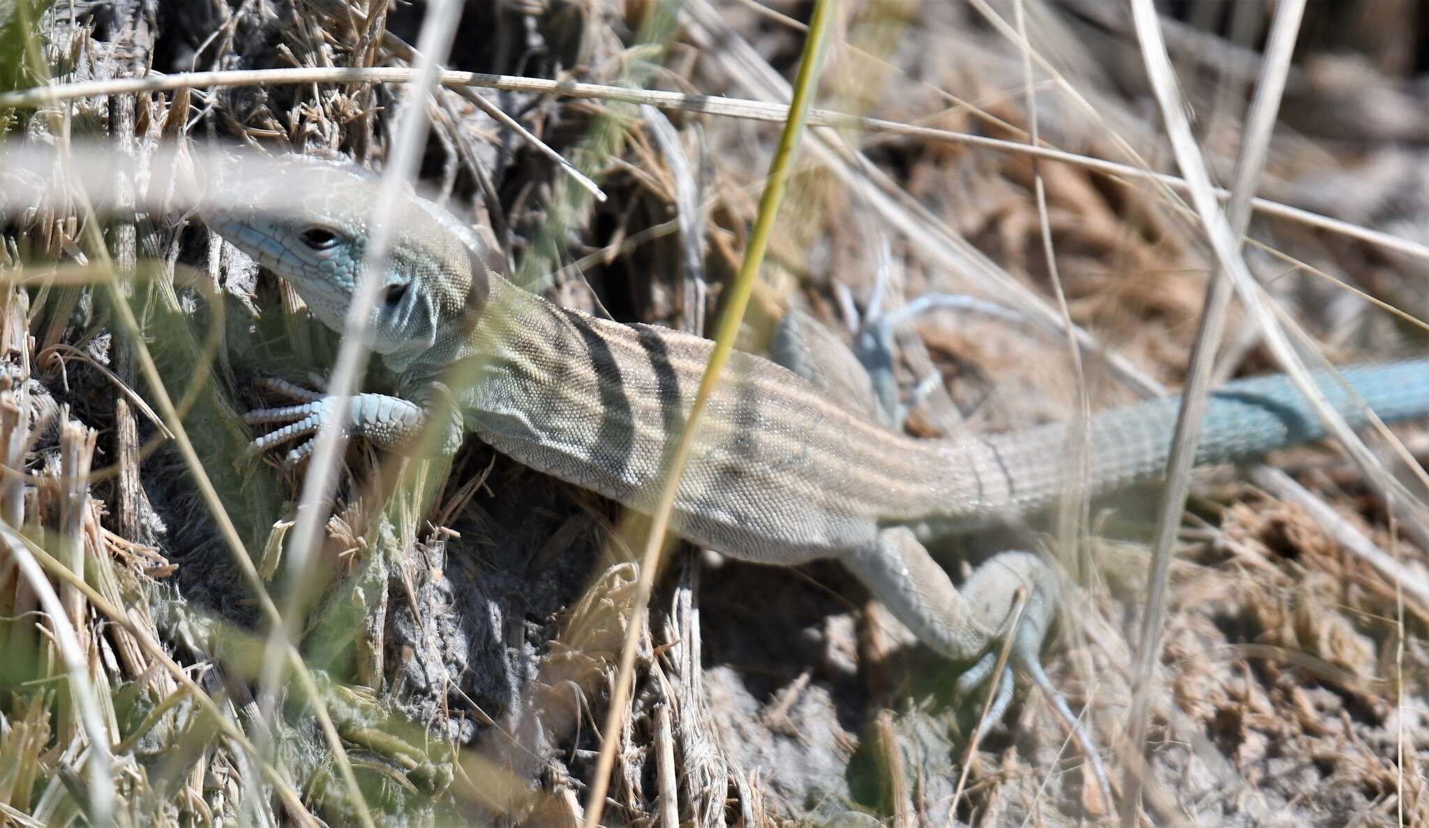 Image of Aspidoscelis inornatus gypsi (Wright & Lowe 1993)