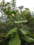 Image of Macrocarpaea macrophylla (Kunth) Gilg