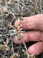 Слика од Helichrysum tinctum (Thunb.) Hilliard & Burtt