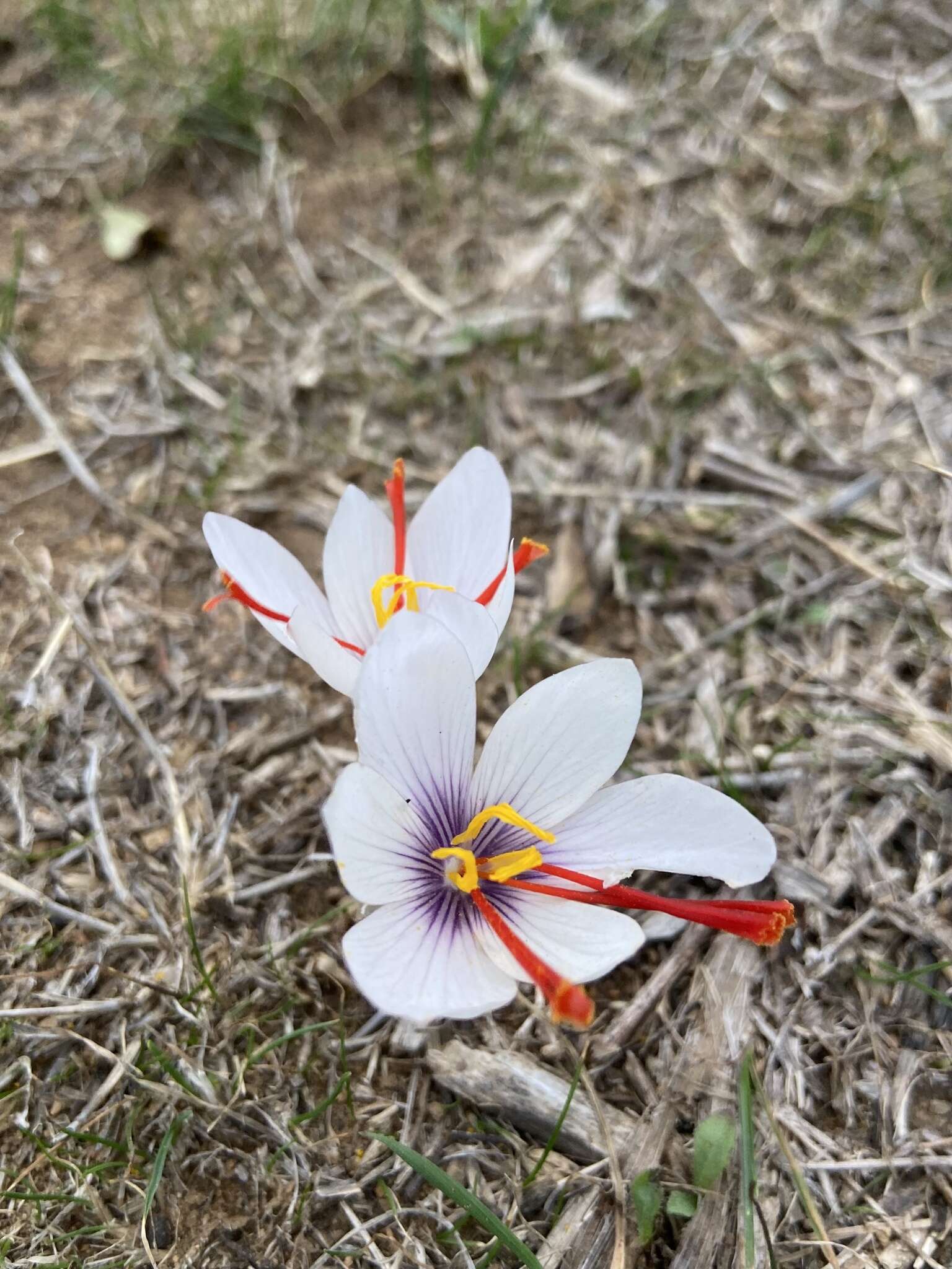 Image de Crocus cartwrightianus Herb.