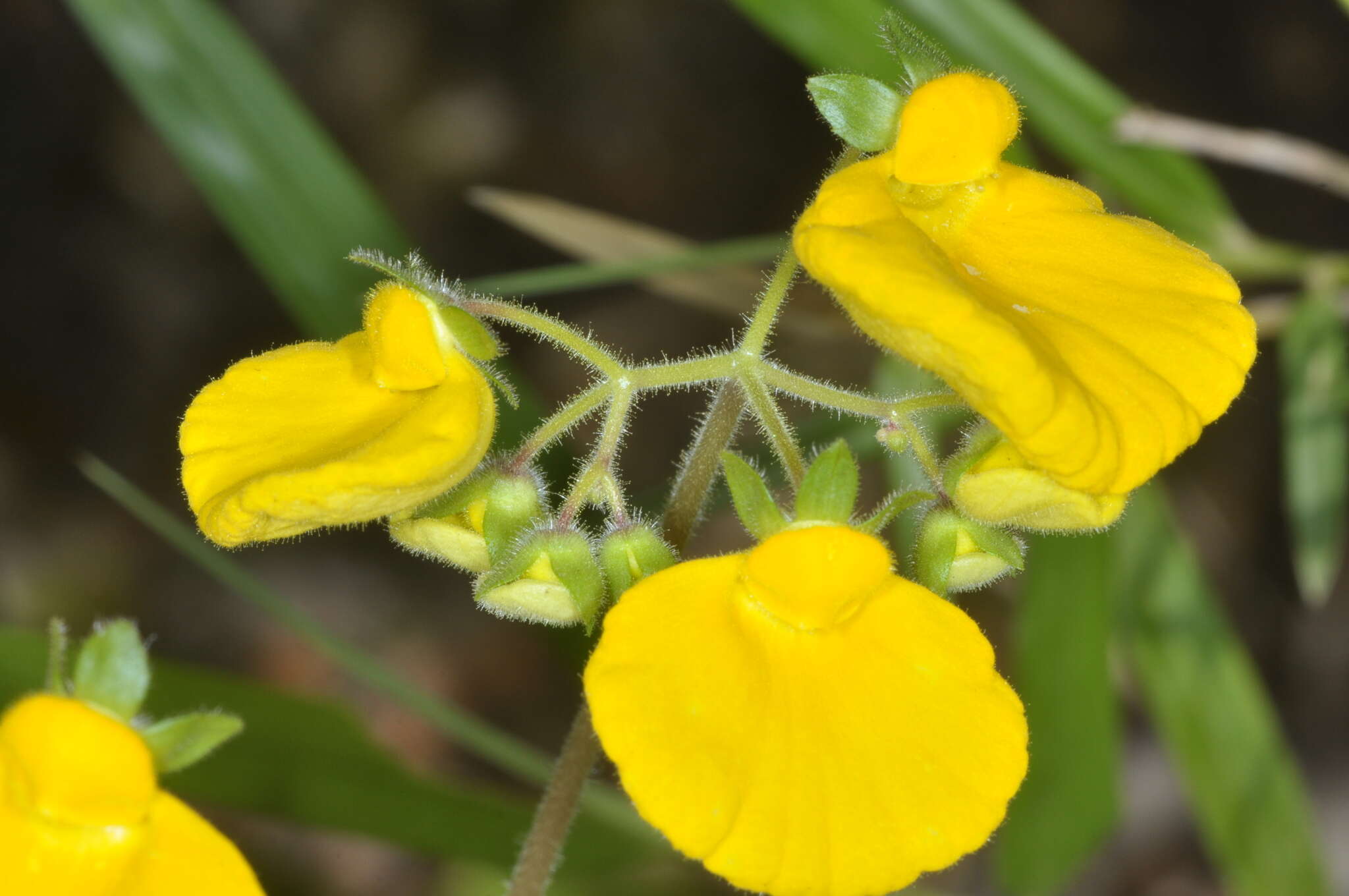 Image of Calceolaria valdiviana Phil.