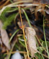 Imagem de Lonicera caerulea L.