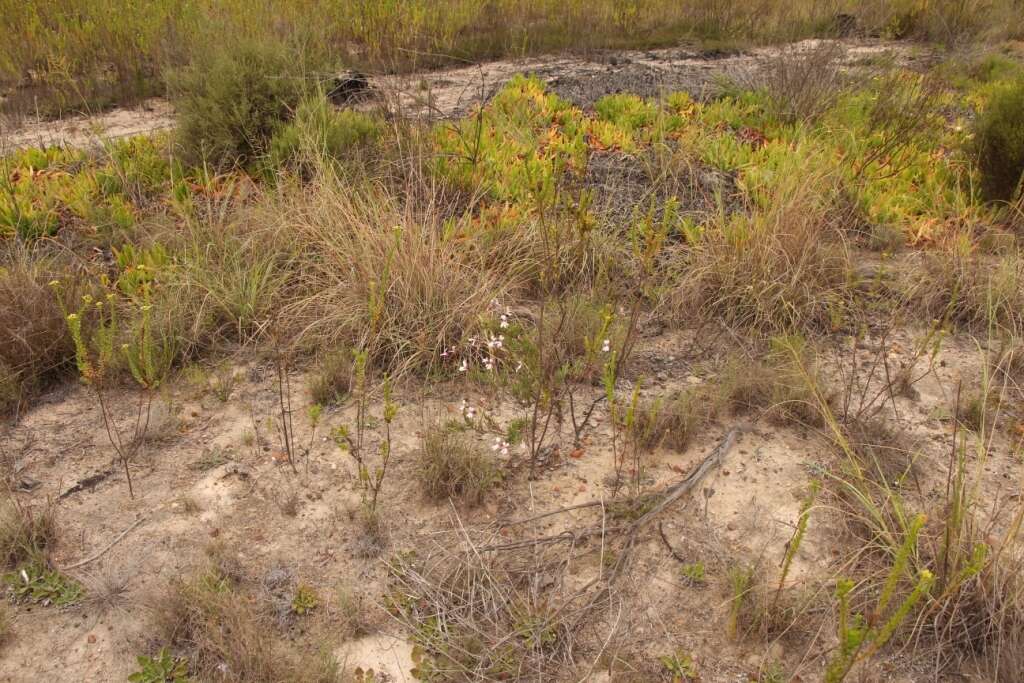 Image of Pelargonium laevigatum subsp. laevigatum