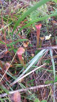 Image of Gulf pitcherplant