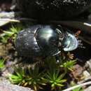 Слика од Onthophagus australis Guérin-Méneville 1830