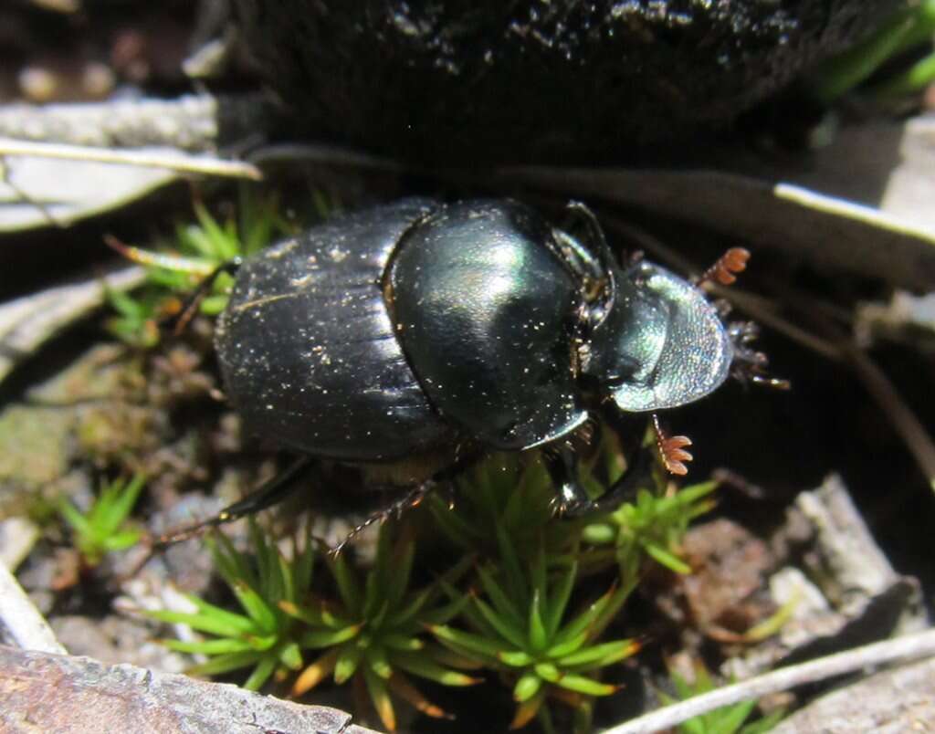 Слика од Onthophagus australis Guérin-Méneville 1830