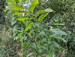 Image de Polygonatum biflorum (Walter) Elliott