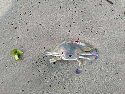 Image of blood-spotted swimming crab