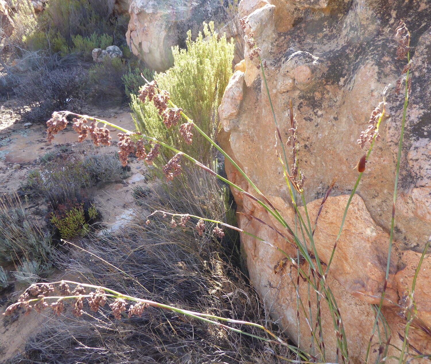 صورة Cannomois parviflora (Thunb.) Pillans