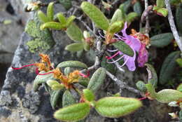 Imagem de Rhododendron rubropilosum var. taiwanalpinum (Ohwi) S. S. Ying