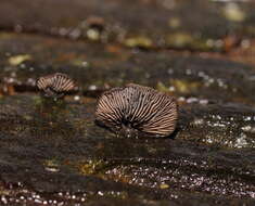 Image of Resupinatus cinerascens (Cleland) Grgur. 1997