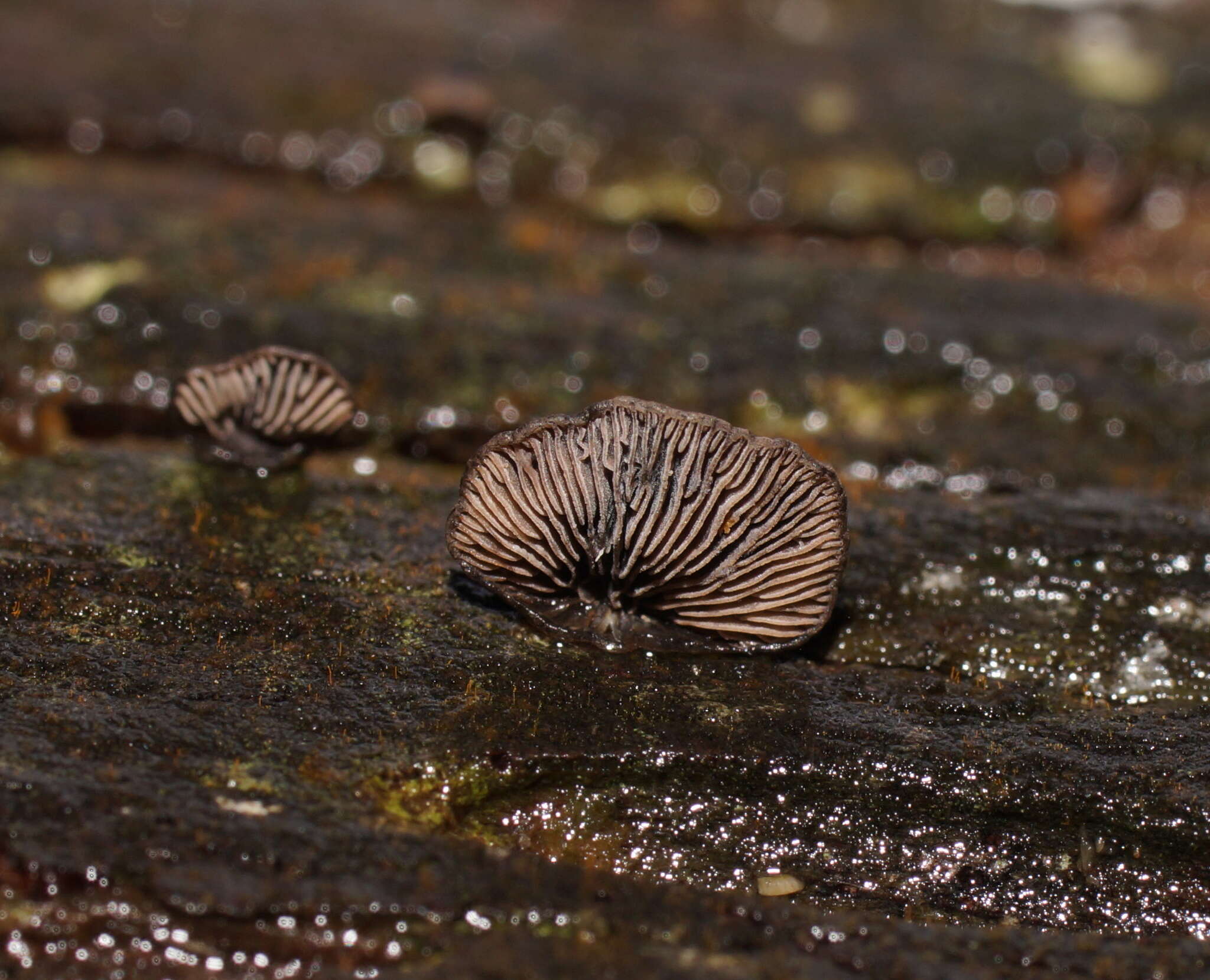 Resupinatus cinerascens (Cleland) Grgur. 1997 resmi