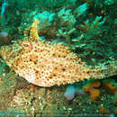 Image of Strap-weed filefish