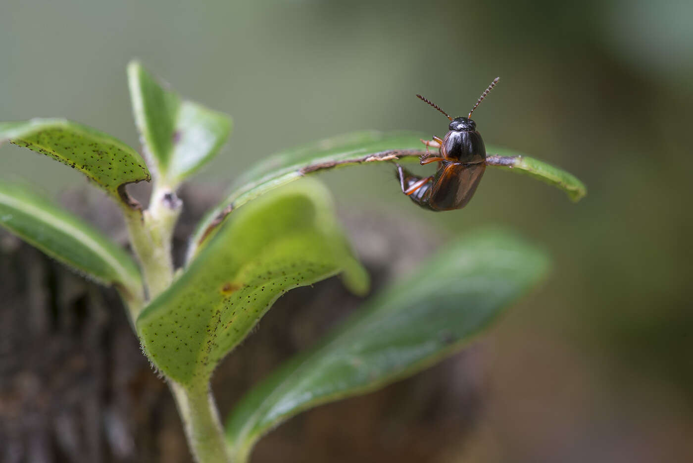 Image of Tachinus (Tachinus) proximus Kraatz 1855