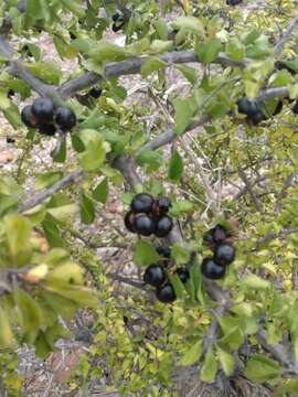 Image of Citharexylum flabellifolium S. Watson