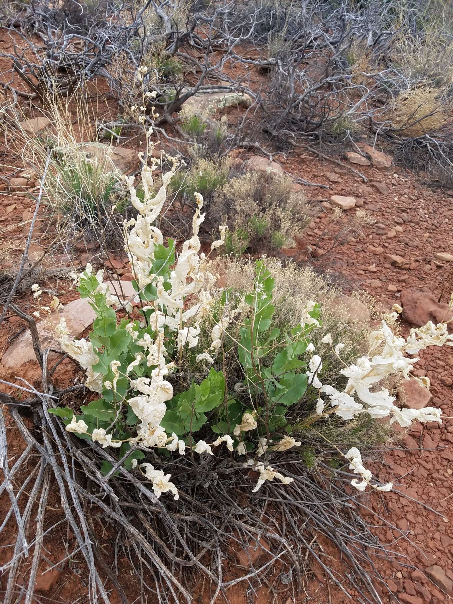 Sivun Acourtia wrightii (A. Gray) Reveal & R. M. King kuva