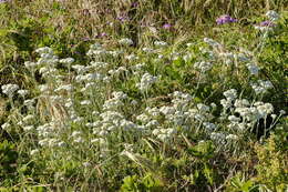 Image of Hottentot's Bedding