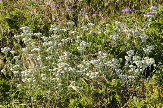 Image of Helichrysum crispum (L.) D. Don