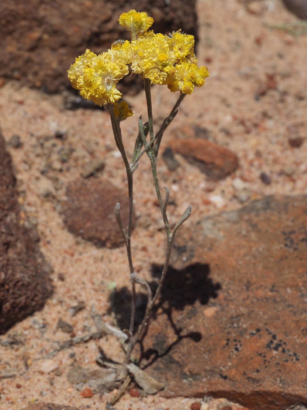 Image of Helichrysum moeserianum Thell.