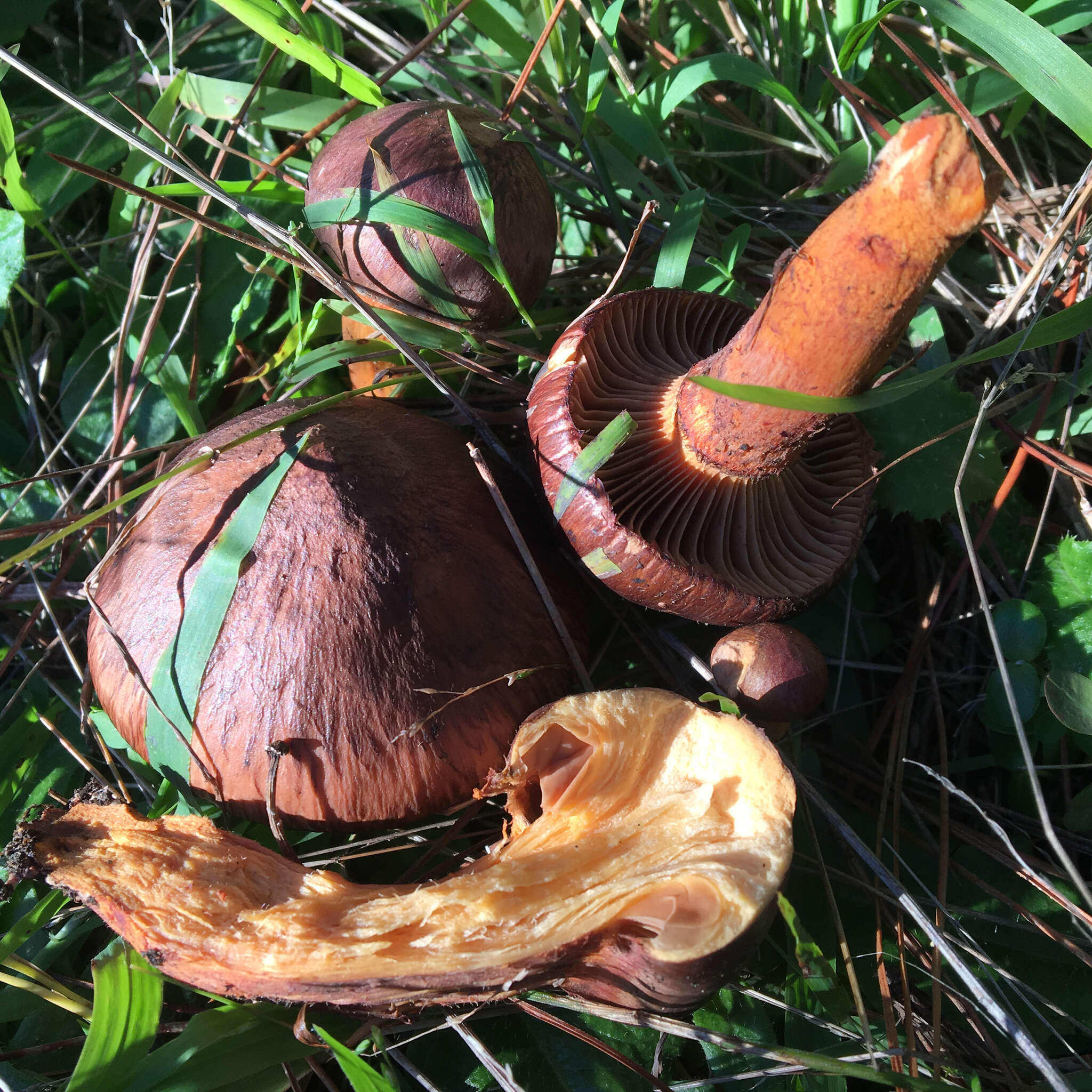 Image of Wine-cap Chroogomphus