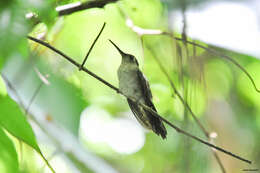 Image of Curve-winged Sabrewing