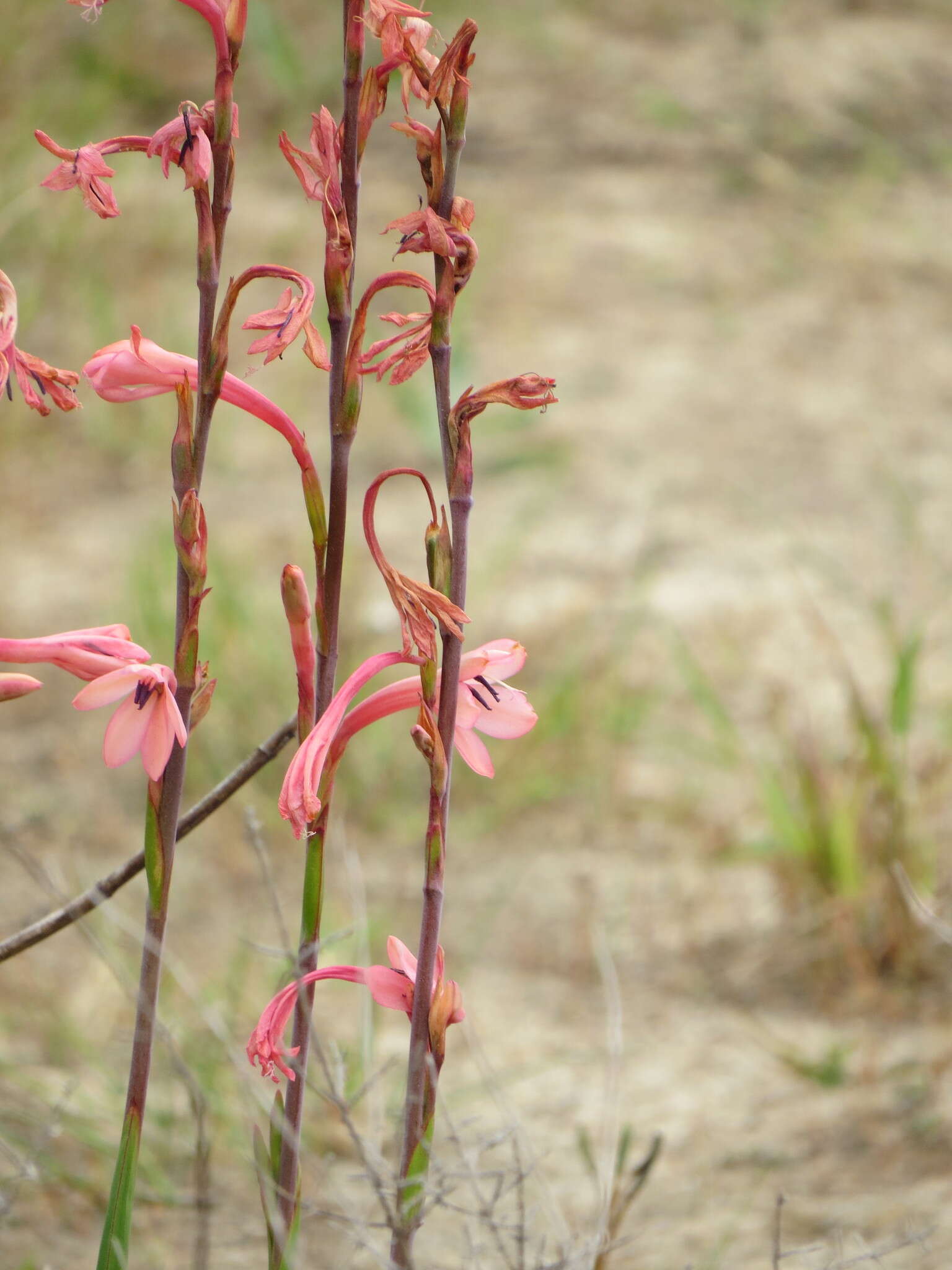 Imagem de Watsonia meriana var. meriana