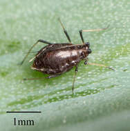 Image of Aphid