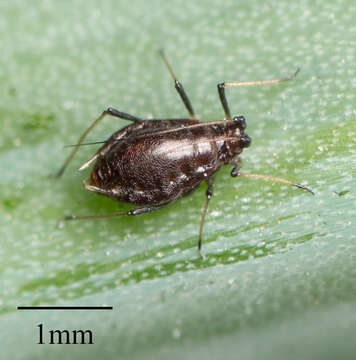 Image of Aphid