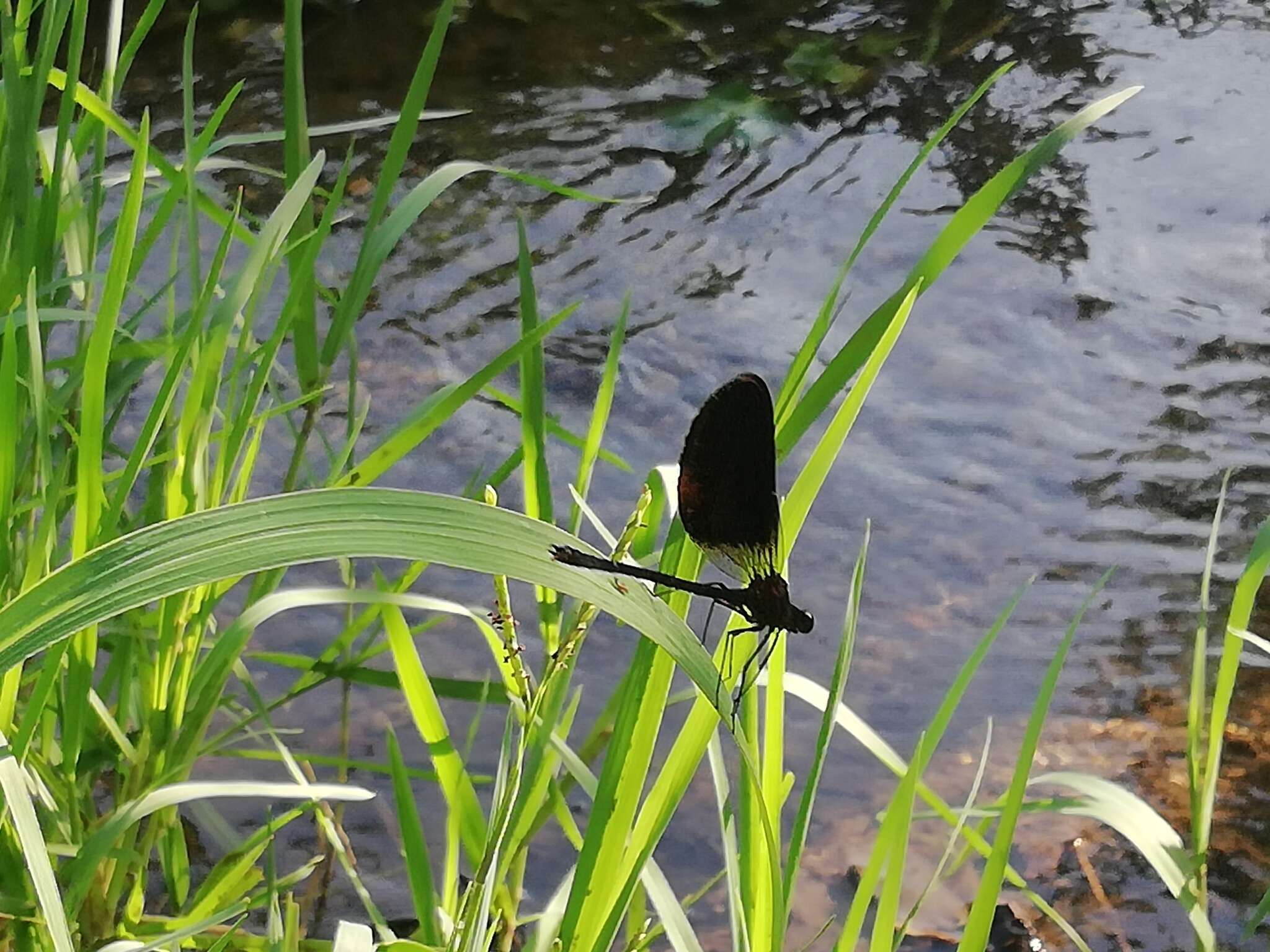 Image of Copper Demoiselle