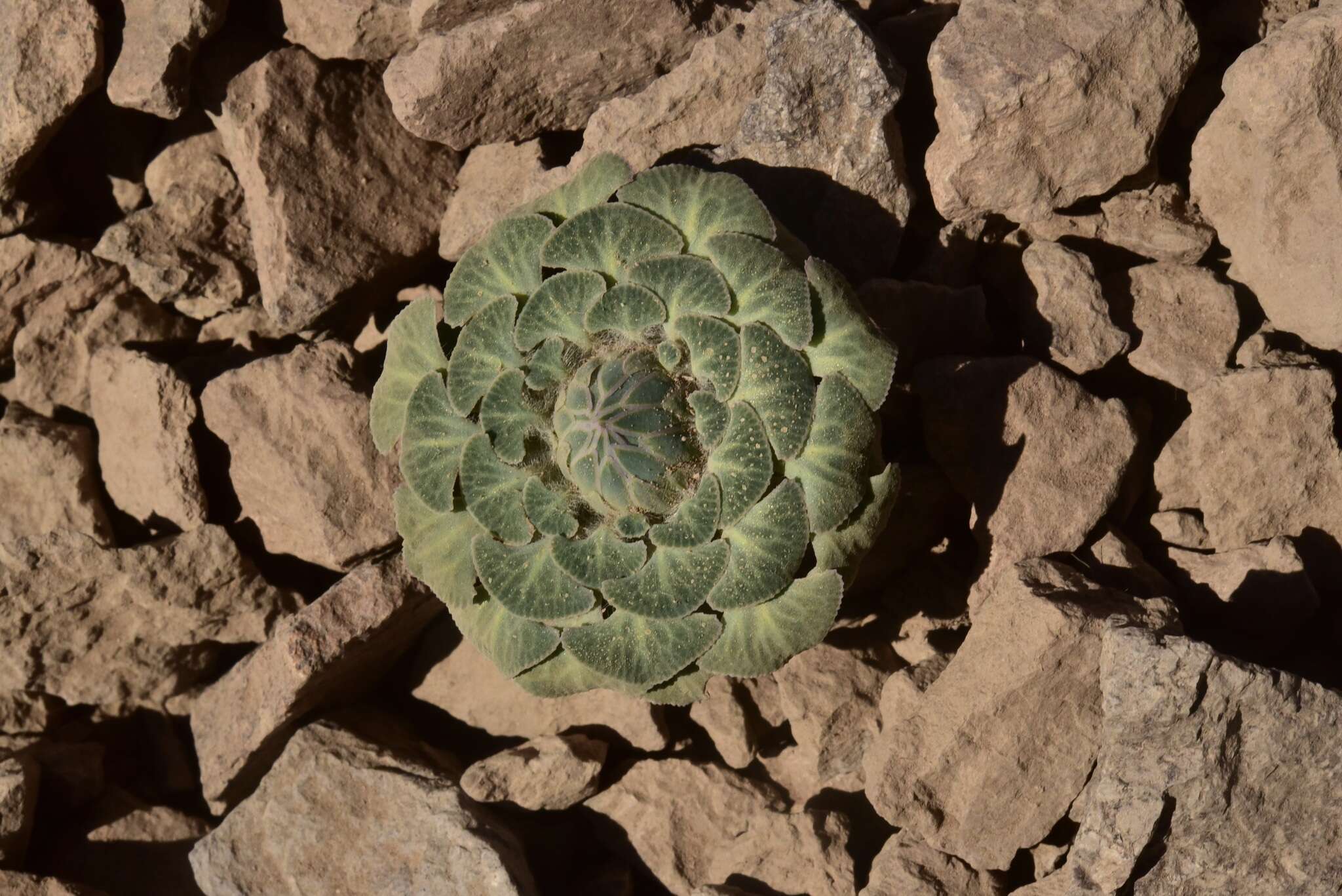 Image de Chaetanthera renifolia (Remy) Cabrera