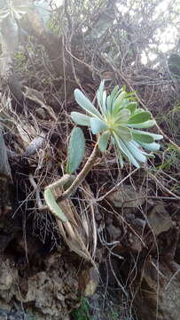 Image of Aeonium appendiculatum A. Banares Baudet