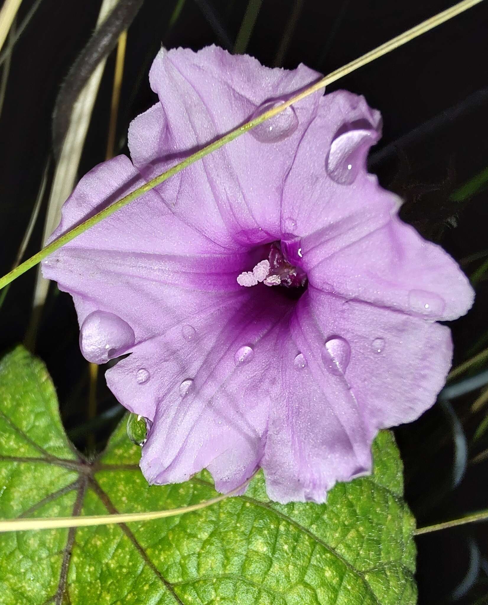 Image of Small Morning Glory