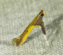 Image of Azalea leafminer