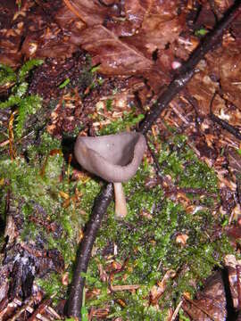 Image de Helvella macropus (Pers.) P. Karst. 1871