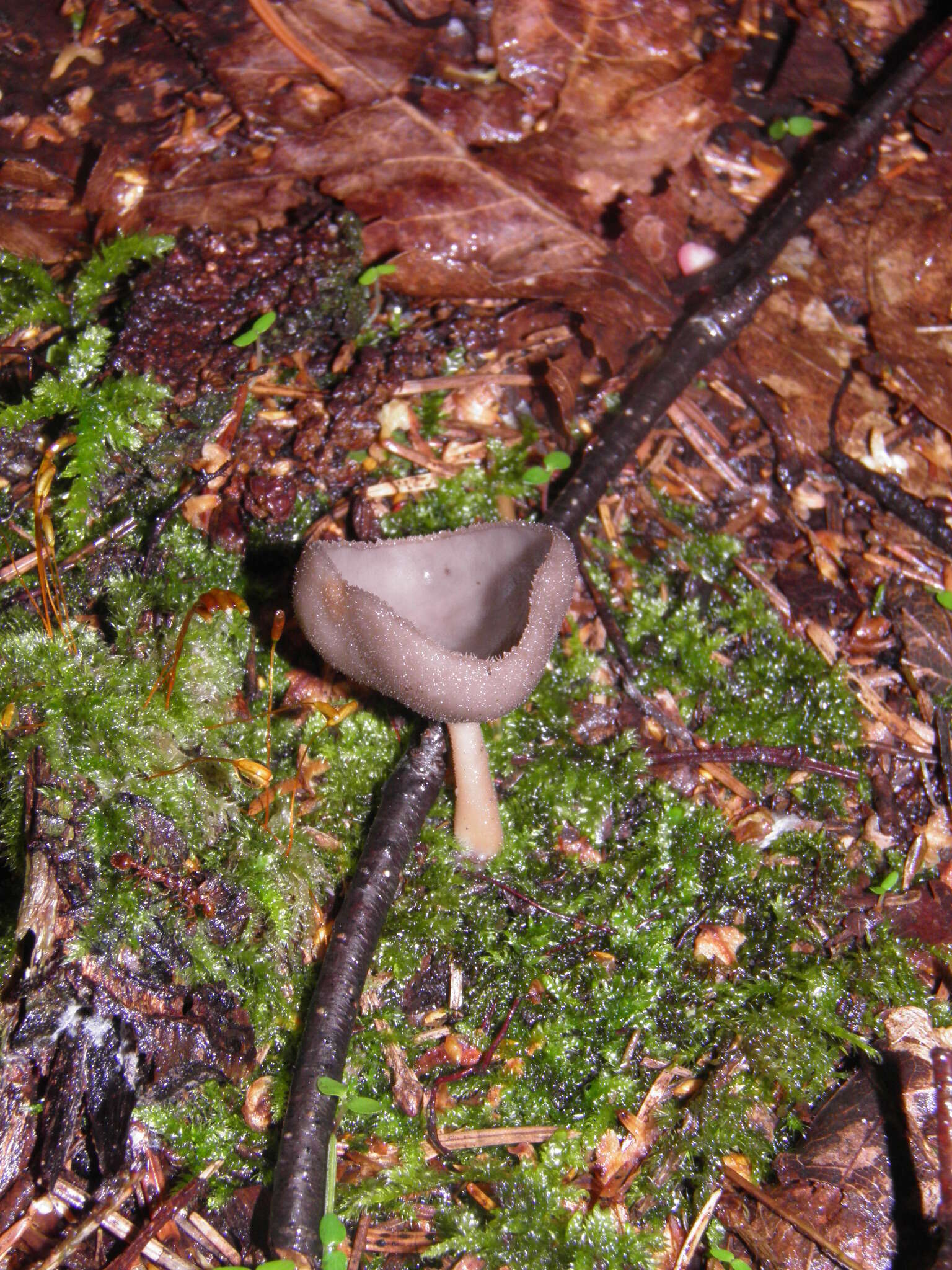 Image of scurfy elfin cup