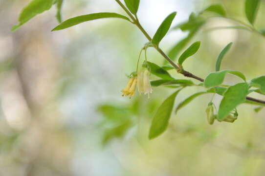 Image of Lonicera tangutica Maxim.