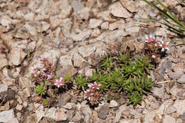 Image of Huachuca Mountain stonecrop