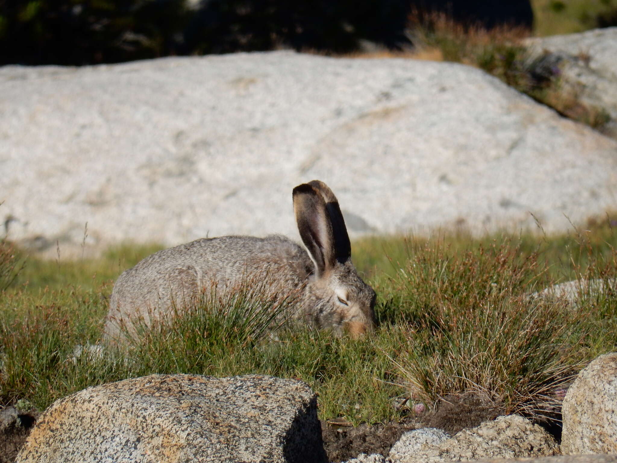 Image of White-tailed Jackrabbit