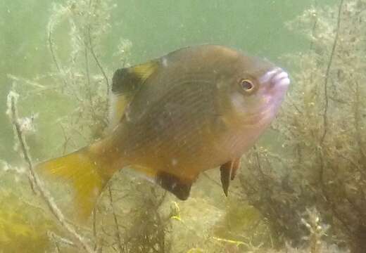 Image of Striped sea perch