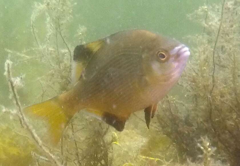 Image of Striped sea perch